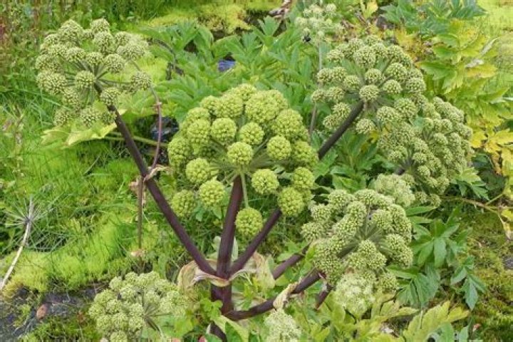 Angelica