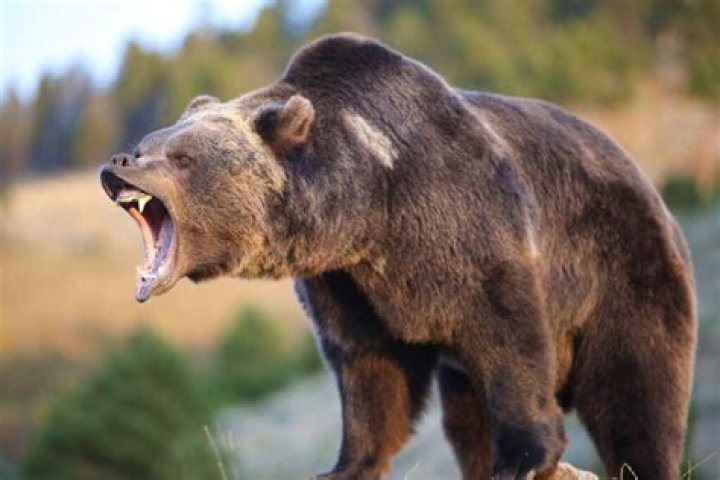 Bear
