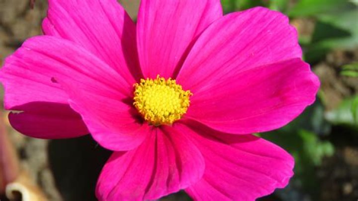 Bright Flower