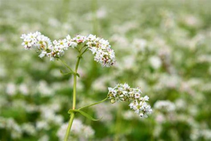 Buckwheat