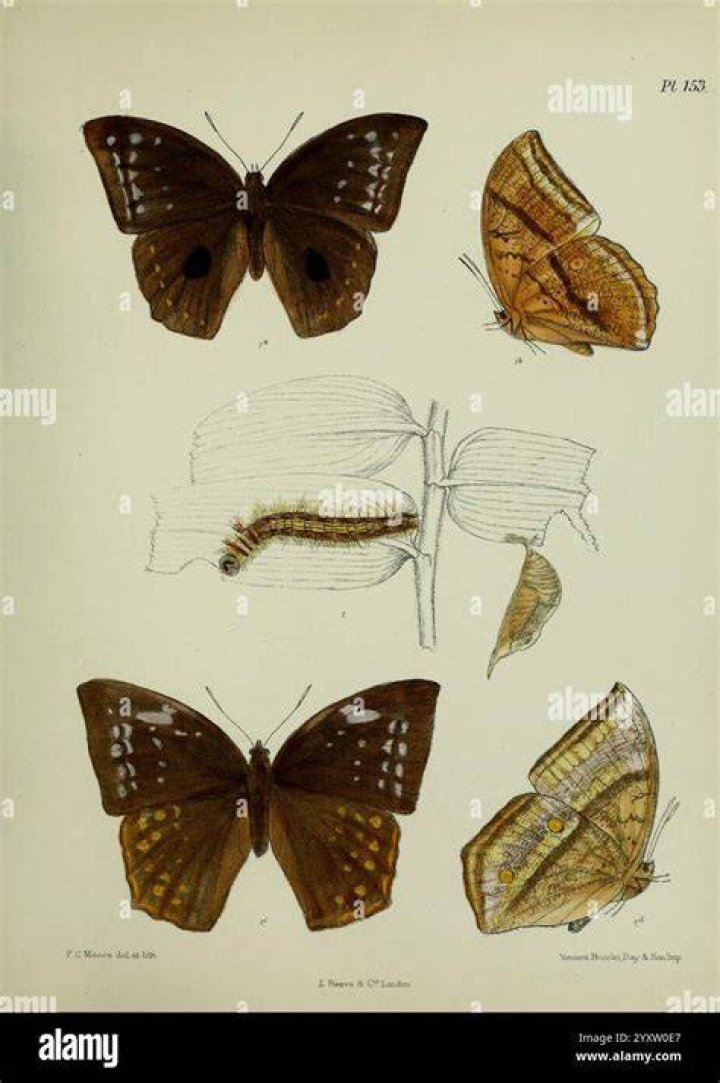 Butterfly (segment