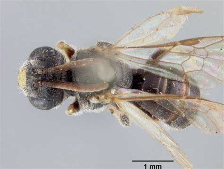Cockerell