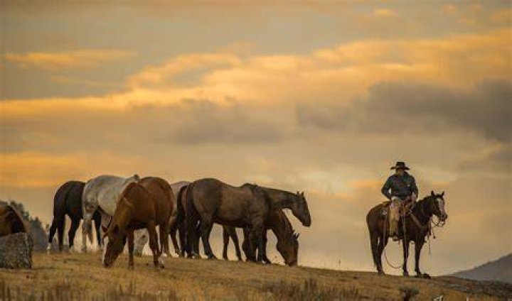 Cowboy