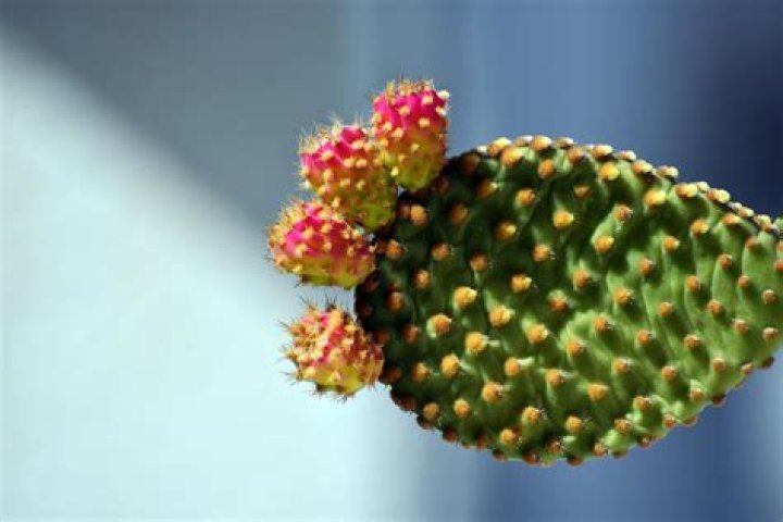 Flora
