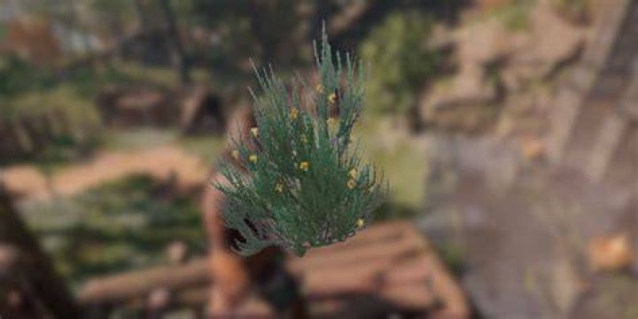 How to Find Rooibos in Enshrouded