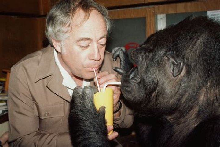 Koko