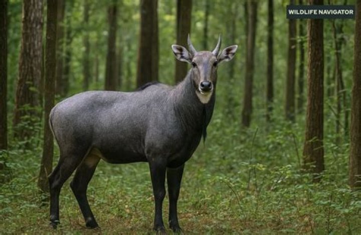 Neelgai Deer