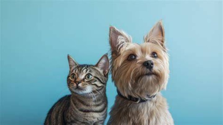 Pet