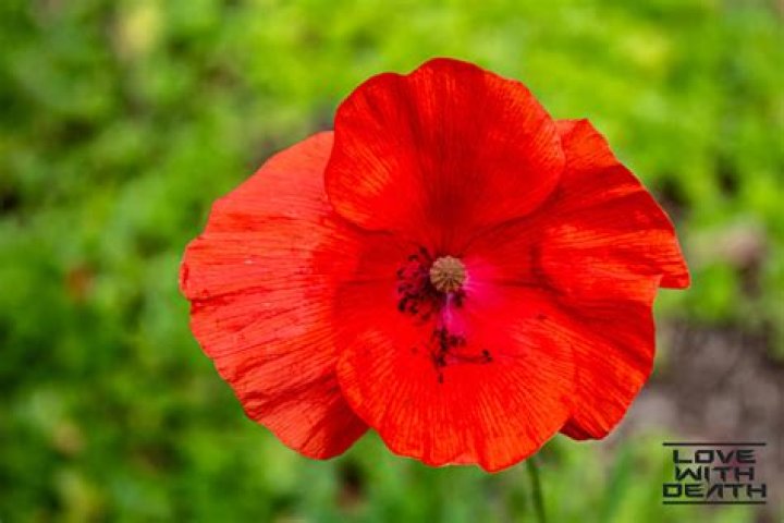 Poppy