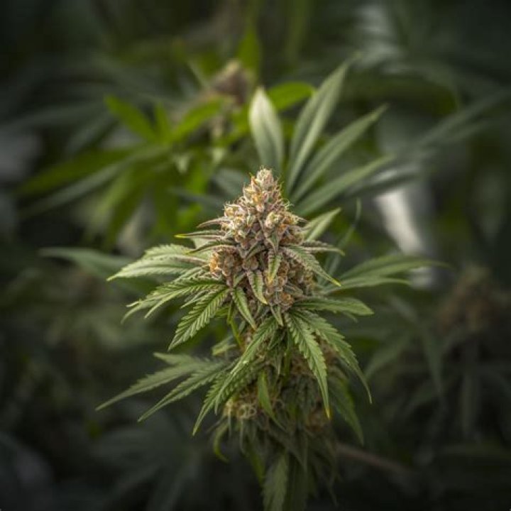 Tangie