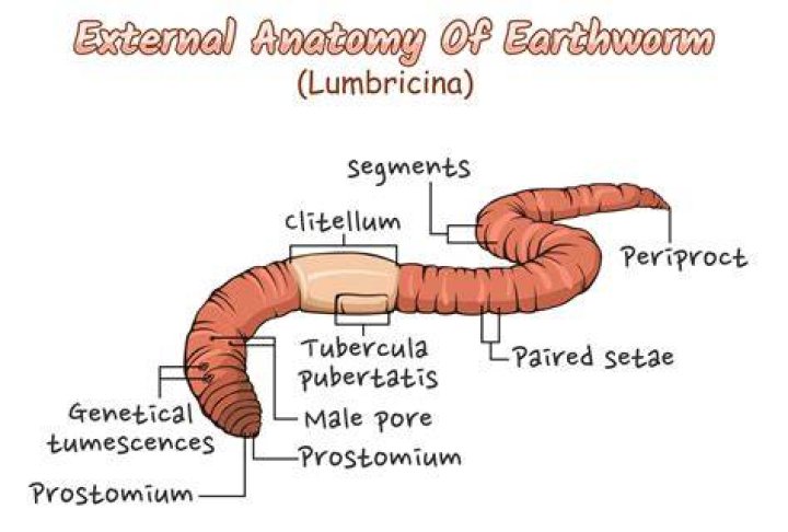 The Worm