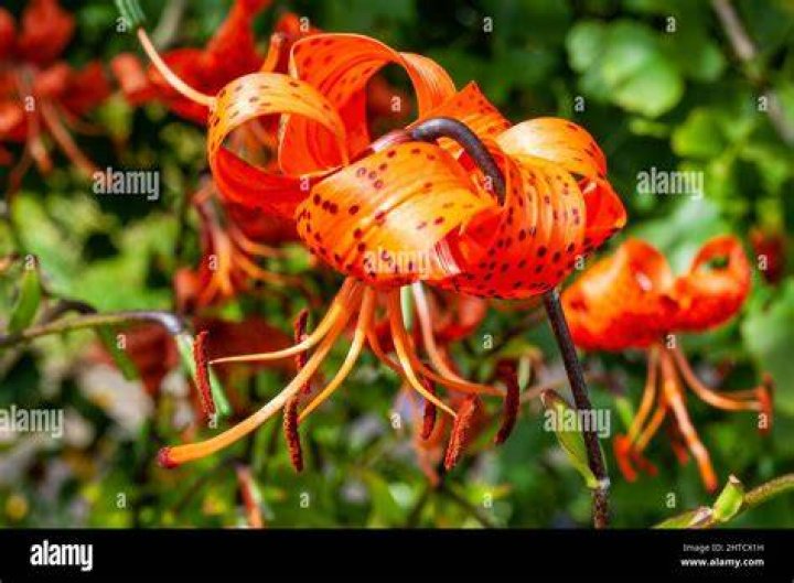 Tiger Lily