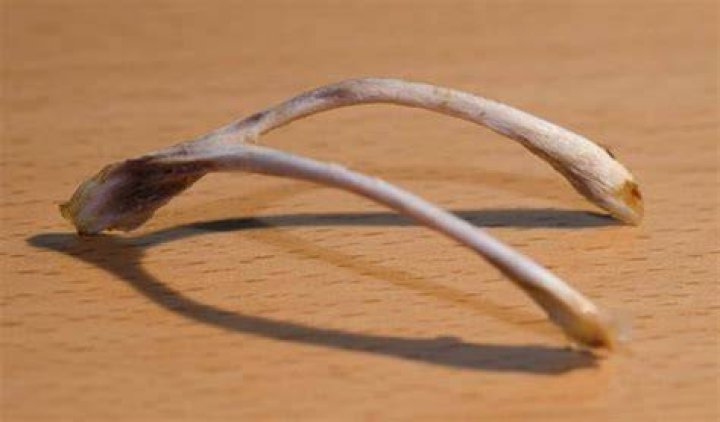 Wishbone