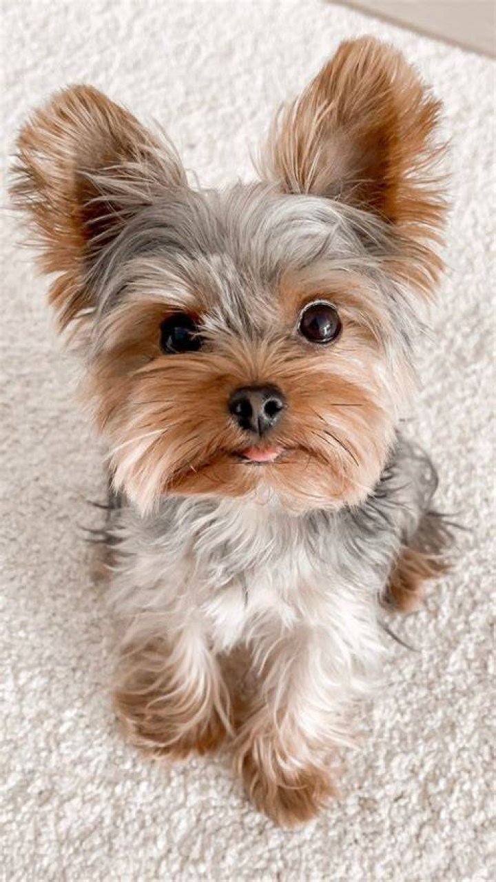 Yorkie